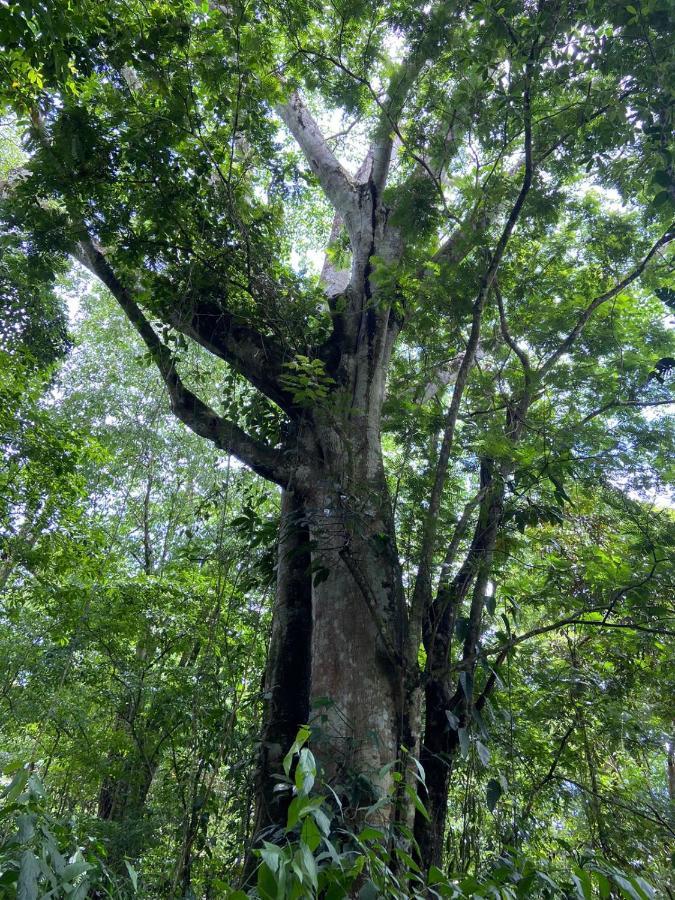 Gambas Lodge La Fortuna المظهر الخارجي الصورة
